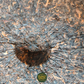 Lao Ban Zhang Gu Shu Shu Pu-Erh – Alter Baum Pu-Erh (2015)