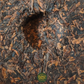 Ban Zhang Jin Ya- Golden Buds – Shu Pu-Erh Teekuchen (2014)