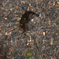 Nuo Mi Xiang Shu Pu-Erh – Klebreis-Aroma Pu-Erh (2023)