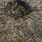 Bu Lang Shan – Shu Pu-Erh Tee (2020)