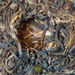 Xiao Ban Zhang – Sheng Pu-Erh Tee (2019)